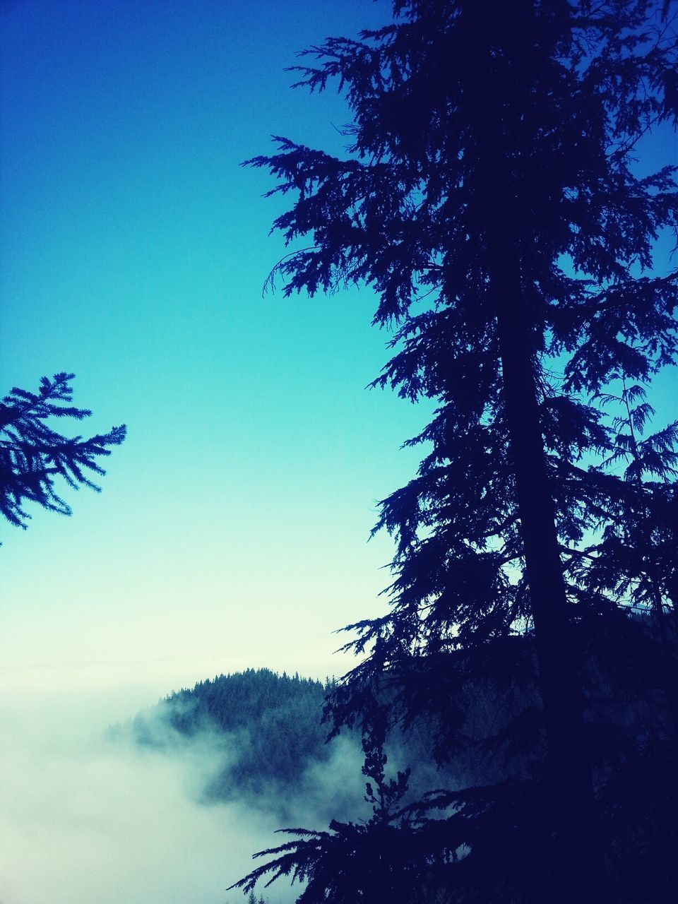 tree, tranquility, clear sky, blue, silhouette, low angle view, beauty in nature, tranquil scene, scenics, nature, sky, growth, branch, copy space, idyllic, outdoors, no people, tree trunk, day, sunlight