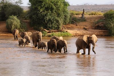 Elephants on a river