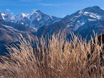 Plants and mountains against sky on sunny day