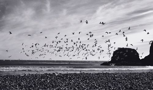 Birds flying over sea