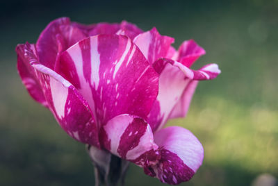 Close-up of water lily