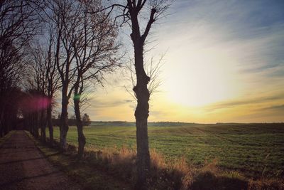 Trees on field against sky during sunset