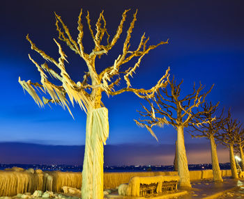 Bare trees against blue sky during winter