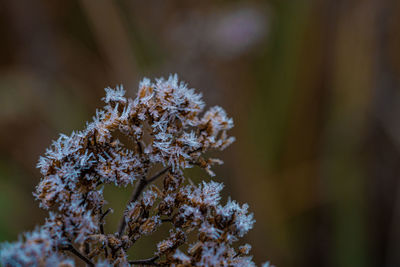 Close-up of frozen flowering plant during winter