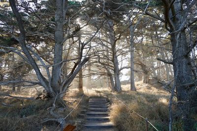 Footpath amidst trees in forest