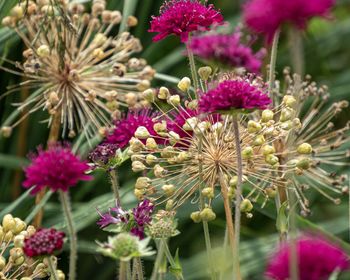 Close-up of pink flowering plant