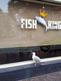 Seagull perching on a sign