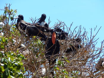 Birds perching on nest