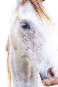 Close-up of horse