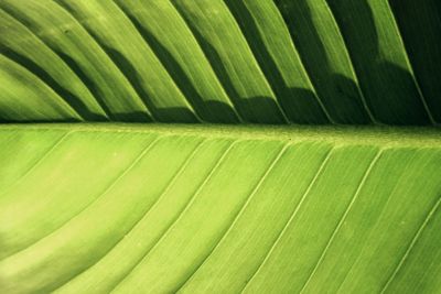 Full frame shot of banana leaf