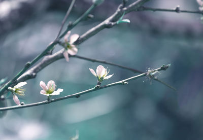 Close-up of flowering plant against blurred background