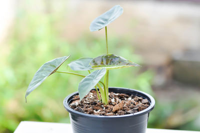 Close-up of potted plant