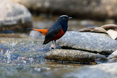 Close-up of bird perching on rock in lake