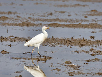 Little egret, egretta garzetta, in the marsh of the albufera of valencia, spain