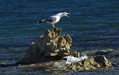 Seagull perching on rock by sea