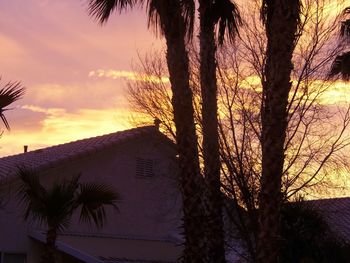 Low angle view of palm trees against sky