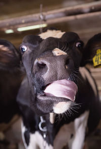 Close-up of cow