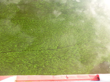 Reflection of trees on swimming pool