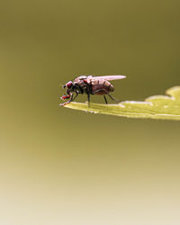 Close-up of insect on flower