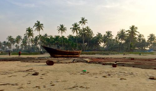 Palm trees on beach