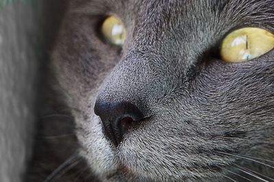 Close-up of cat looking away