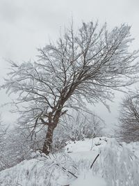 Low angle view of tree against sky during winter