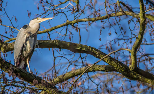 Low angle view of bird perching on bare tree against sky