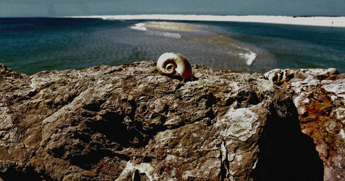 Close-up of shells on rock in sea