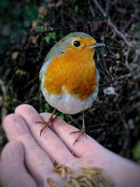 Close-up of hand holding bird