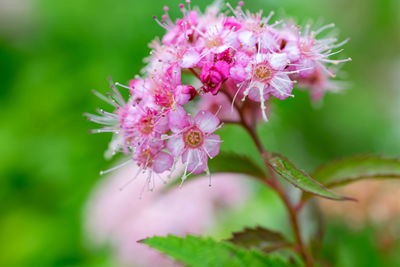 Close-up of pink flowers