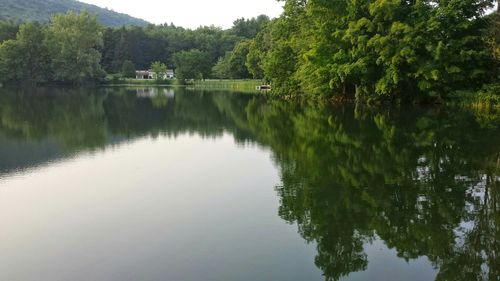 Reflection of trees in water