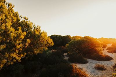 Trees against clear sky during sunset