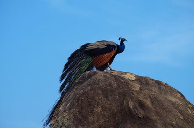 Low angle view of bird perching on rock