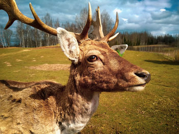 Deer in a field