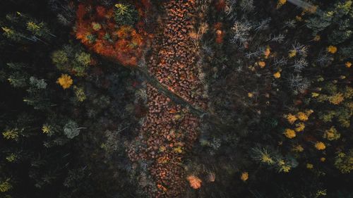 Full frame shot of autumn leaves in forest