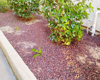 Plants growing on a tree