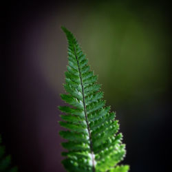 Close-up of fern leaves