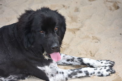 Portrait of black dog on sand