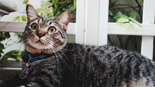 Close-up portrait of a cat at home