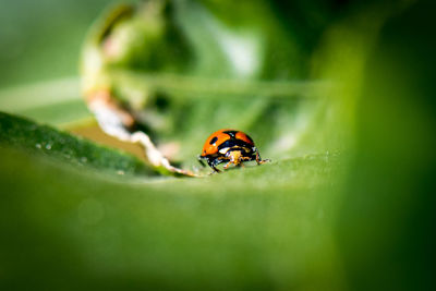 Close-up of ladybug on leaf