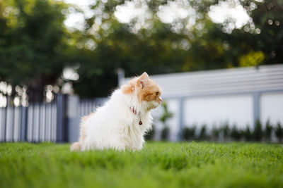 White dog looking away on field