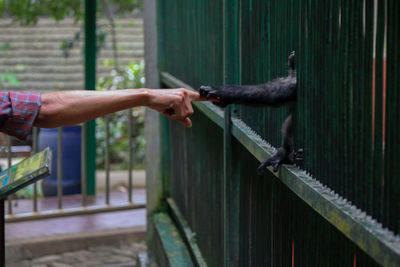 Close-up of man holding animal hand