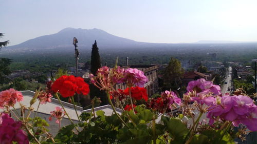 Close-up of flowers growing in mountains against clear sky