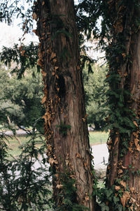 Trees in forest