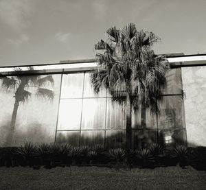 Palm tree by building against sky