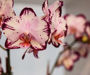 Close-up of pink flowers