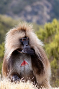 Close-up of a monkey