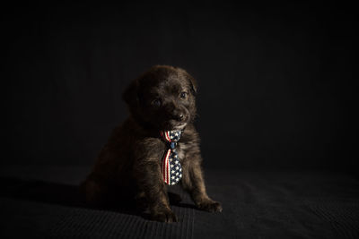 Black puppy - black background 