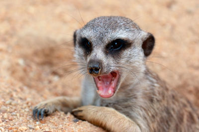Close-up of meerkat with mouth open