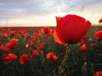 Close-up of red poppy in field